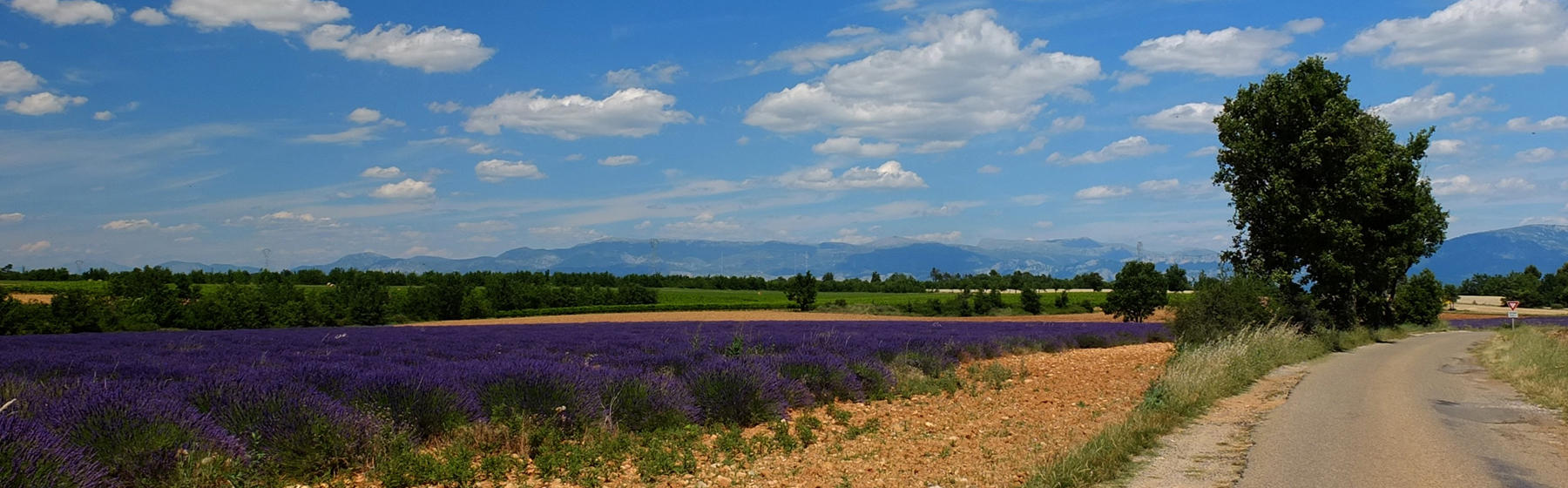 L'hôtel Lanvia en Provence, découvrez ses champs de lavande